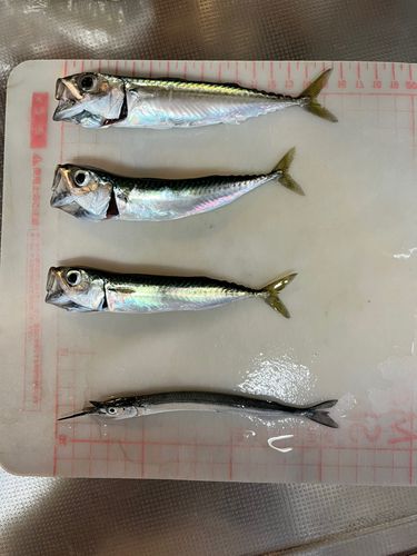 サバの釣果