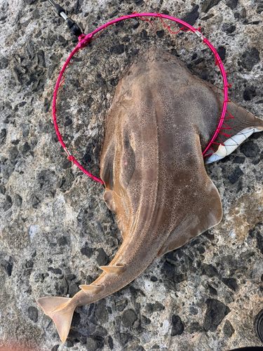 カスザメの釣果