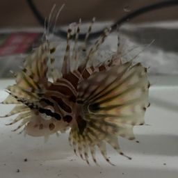 キリンミノ