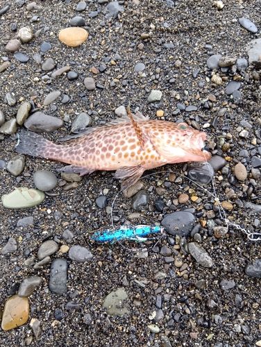 オオモンハタの釣果