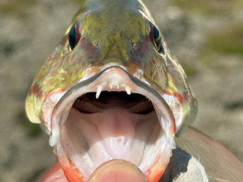 アミメフエダイの釣果