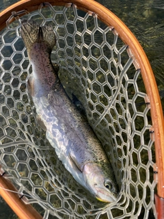 ニジマスの釣果