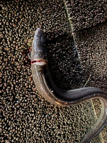 マアナゴの釣果