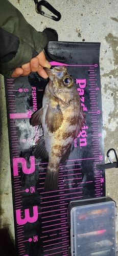 メバルの釣果
