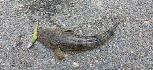マゴチの釣果