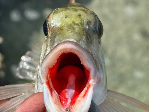 マトフエフキの釣果