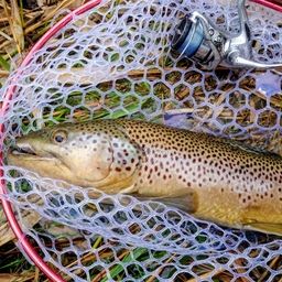 ブラウントラウト