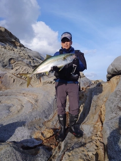 ヒラマサの釣果