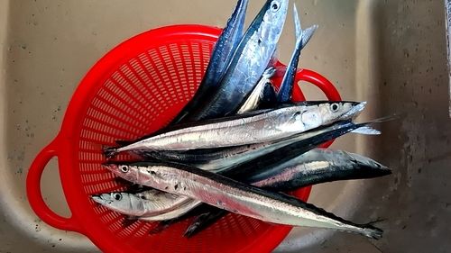 サンマの釣果