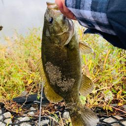 スモールマウスバス