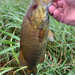 スモールマウスバス