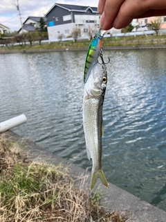 ボラの釣果