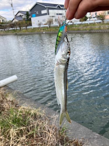 ボラの釣果