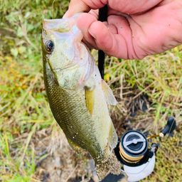 ラージマウスバス