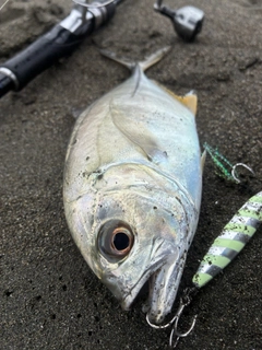ギンガメアジの釣果