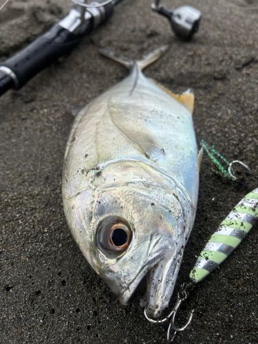 ギンガメアジの釣果