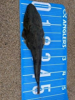 マゴチの釣果