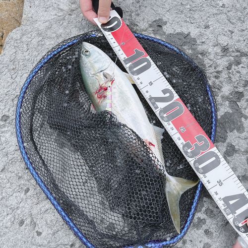 ハマチの釣果