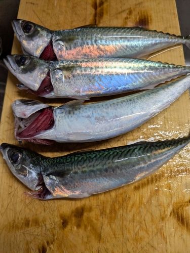 サバの釣果
