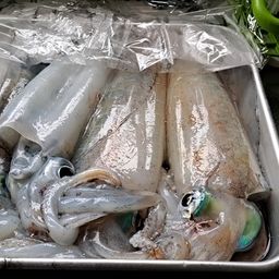 アオリイカ