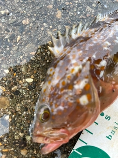 キジハタの釣果