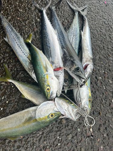 サゴシの釣果