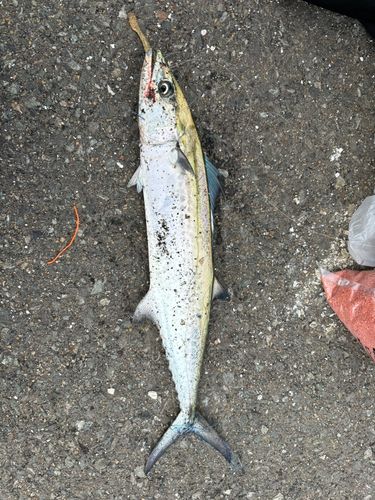 サゴシの釣果