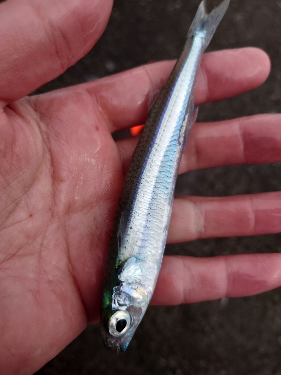 トウゴロウイワシ