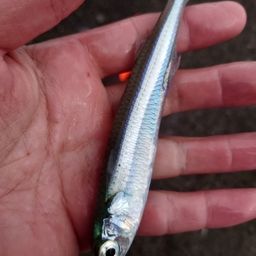 トウゴロウイワシ