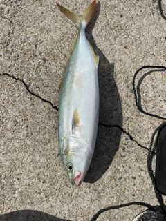 ヤズの釣果