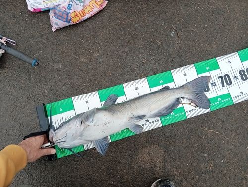 アメリカナマズの釣果
