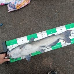 アメリカナマズ