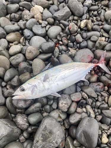 カツオの釣果