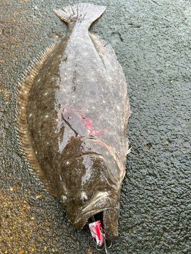ヒラメの釣果