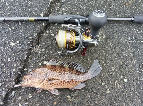 オオモンハタの釣果