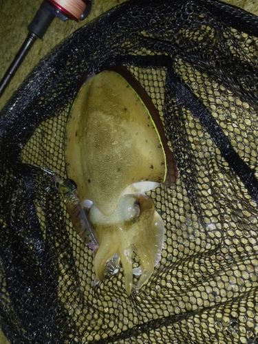 コウイカの釣果