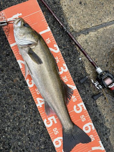 シーバスの釣果