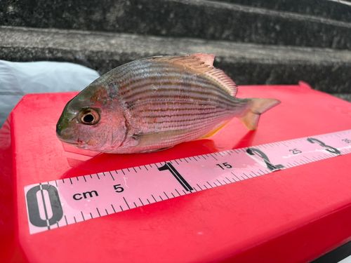 ヘダイの釣果