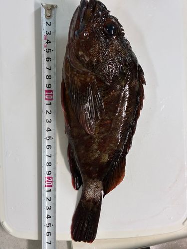カサゴの釣果