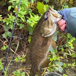 スモールマウスバス