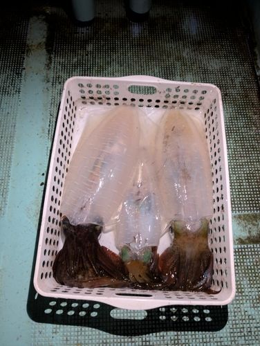 アオリイカの釣果