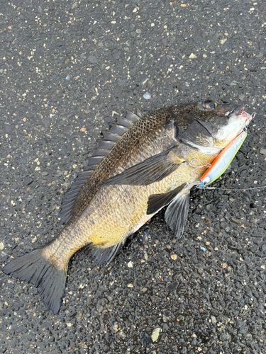 チヌの釣果