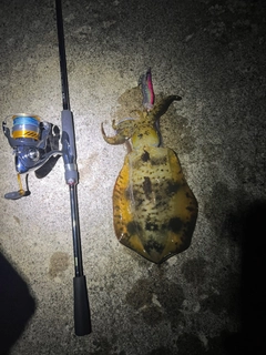 アオリイカの釣果