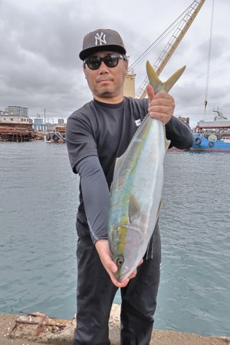 メジロの釣果