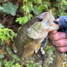 ラージマウスバス