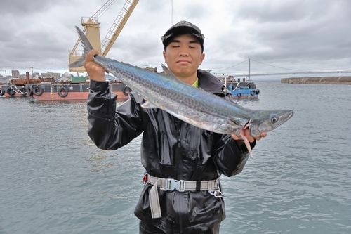 サワラの釣果