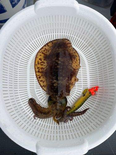アオリイカの釣果