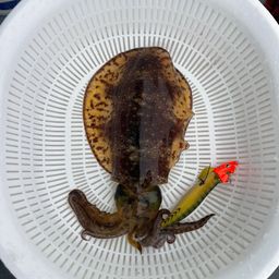 アオリイカ