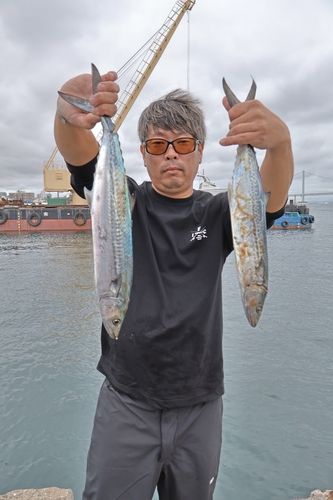 サゴシの釣果