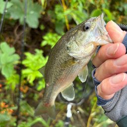 ラージマウスバス